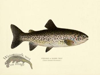 Trout - Steelhead